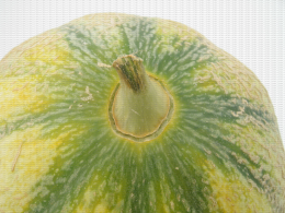 Melon, craquelure du pédoncule